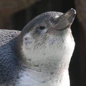 He/She still has a baby face though!