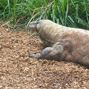 Komodo Dragon