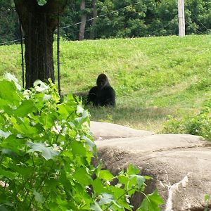 Western Lowland Gorilla
