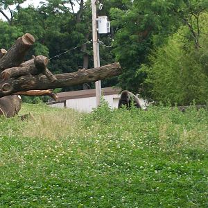 Western Lowland Gorilla