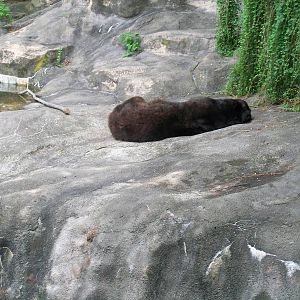 Black Bear