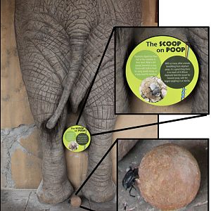 elephant rear (simulated)