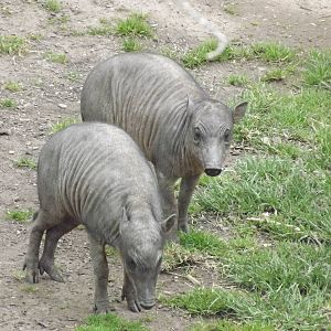 Babirusa piglets at Chester Zoo 31/03/12