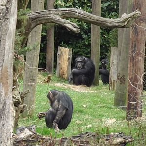 Chimpanzees at Chester Zoo 31/03/12