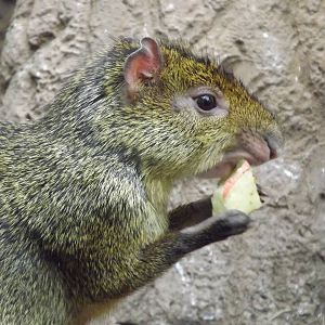 Azara's Agouti at Chester Zoo 31/03/12