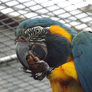 Blue throated Macaw at Chester Zoo 31/03/12