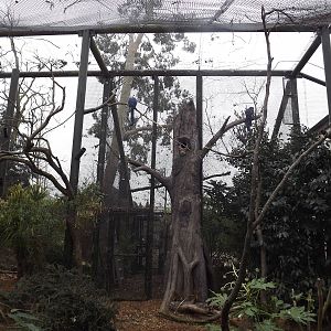 Hyacinth Macaw aviary at Chester Zoo 31/03/12