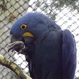 Hyacinth Macaw at Chester Zoo 31/03/12