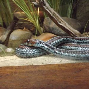 San Francisco Garter snake at Chester Zoo 31/03/12