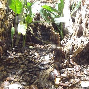 Death's Head Cockroach exhibit at Chester Zoo 31/03/12