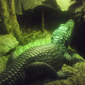 Spectacled Caiman at Chester Zoo 31/03/12