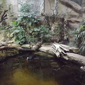 Old Crocodile enclosure at Chester Zoo 31/03/12