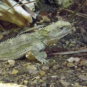 Tuatara at Chester Zoo 31/03/12