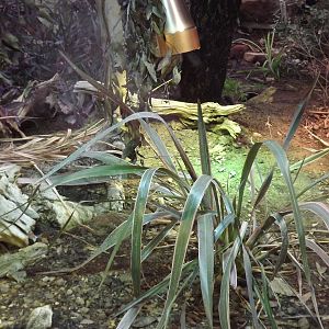 Tuatara exhibit at Chester Zoo 31/03/12