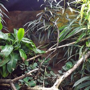 Parson's Chameleon exhibit at Chester Zoo31/03/12