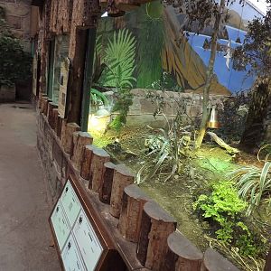 Tuatara exhibit at Chester Zoo 31/03/12