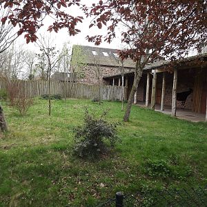 Secret world of the Okapi at Chester Zoo 31/03/12