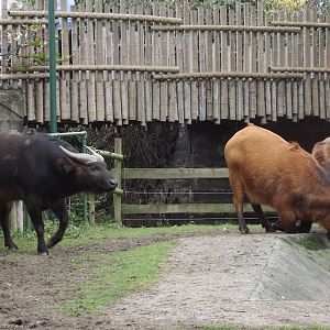 Dwarf Forest Buffalo at Chester Zoo 31/03/12