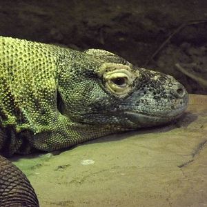 Komodo Dragon at Chester Zoo 31/03/12
