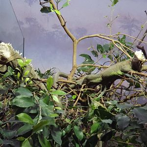 Islands in Danger at Chester Zoo 31/03/12