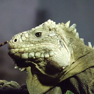 Islands in Danger at Chester Zoo 31/03/12