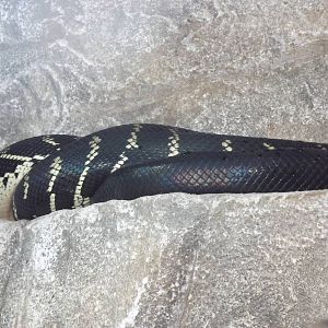 Boelen's Python at Chester Zoo 31/03/12