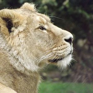 Asian Lion at Chester Zoo 31/03/12