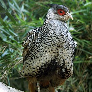 Male Cheer pheasant