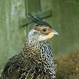 Female Cheer pheasant