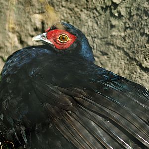 Salvadori's pheasant