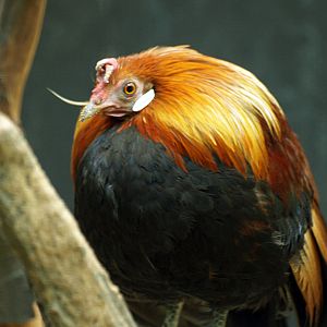 Cock Red Junglefowl