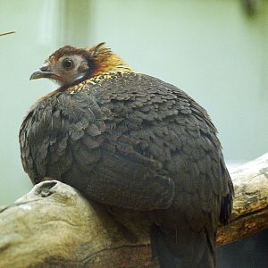 Hen Red Junglefowl