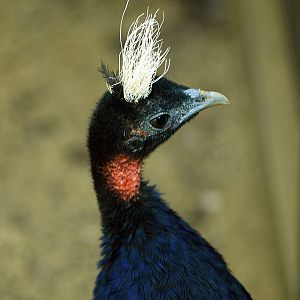 Congo peacock