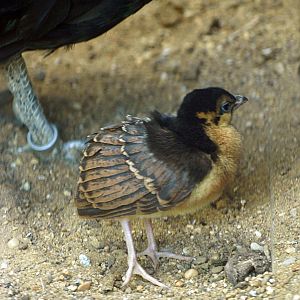 Congo peafowl chick