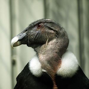 Female Andean condor