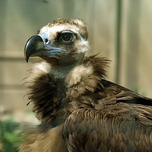 European Black vulture