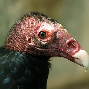 Turkey vulture