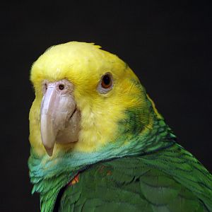 Yellow-headed amazon