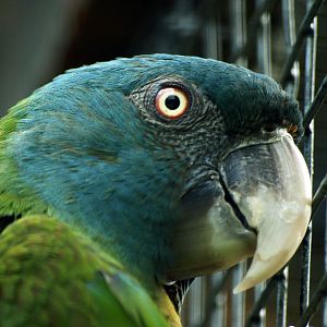 Blue-headed macaw