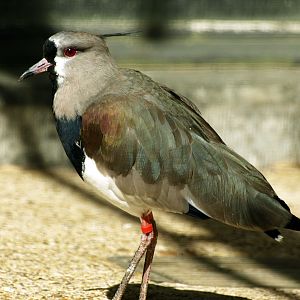 Southern lapwing