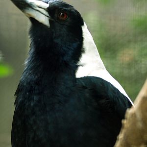 Australian magpie