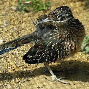 Roadrunner
