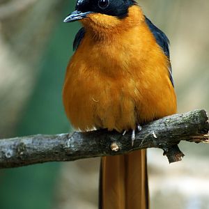 Snowy-crowned Robin-chat