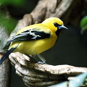 Yellow oriole