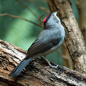 Pileated finch