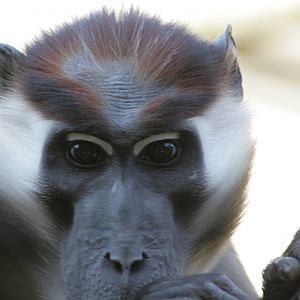 Cherry-crowned Mangabey