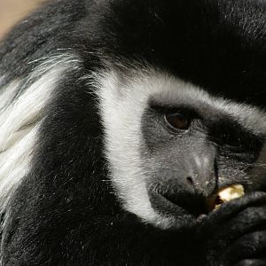 Colobus