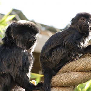 Goeldi's Monkey