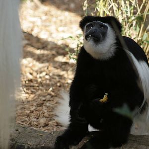 Colobus