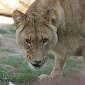 Lioness